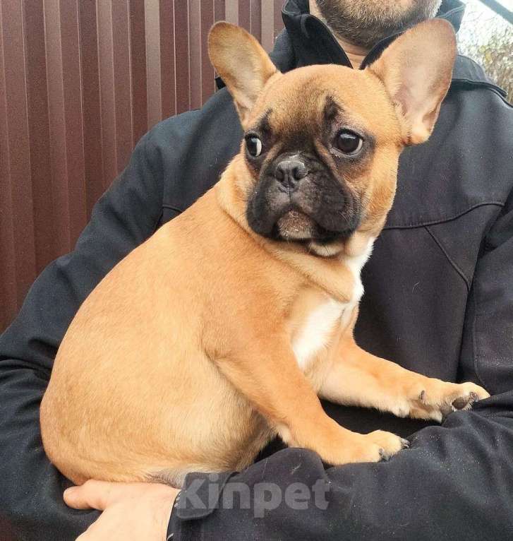 Собаки в Красноармейске: Девочки французкого бульдога Девочка, 30 000 руб. - фото 2