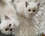 Кошки в Москве: Ragdoll девочки-нестерилизованные Девочка, 100 000 руб. - фото 2