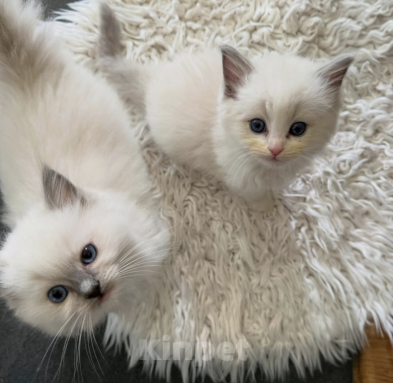 Кошки в Москве: Ragdoll девочки-нестерилизованные Девочка, 100 000 руб. - фото 2