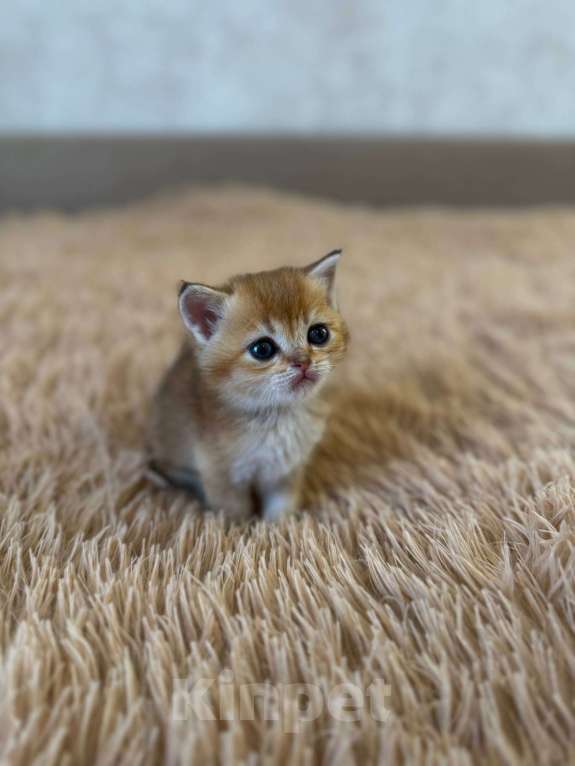 Кошки в Самаре: Шотландские котята (золотая шиншилла) Разнополые, 25 000 руб. - фото 6