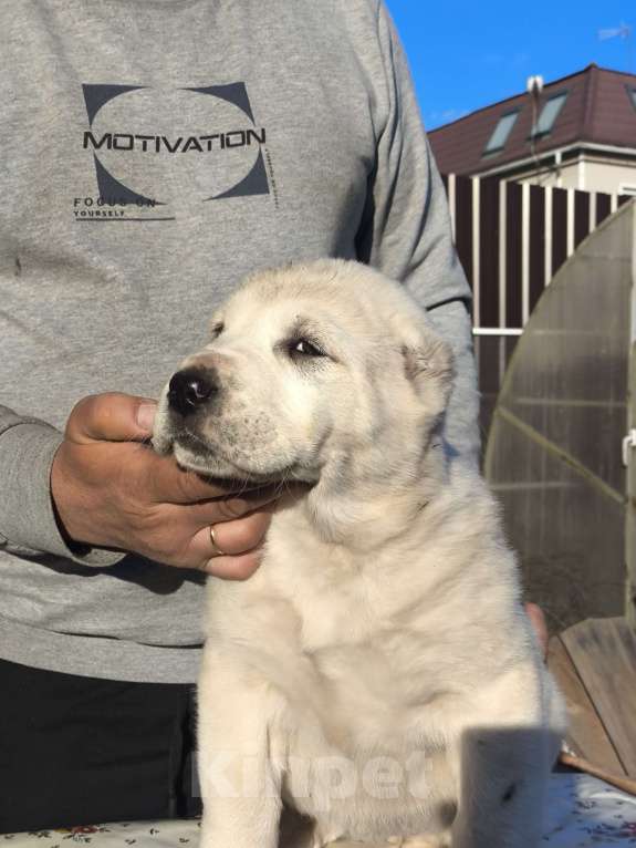 Собаки в Ногинске: Предлагаются к продаже щенки среднеазиатсой овчаркаи (алабай)я Разнополые, 50 000 руб. - фото 10