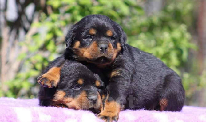Собаки в Волгограде: Щенки Ротвейлера Мальчик, Бесплатно - фото 4