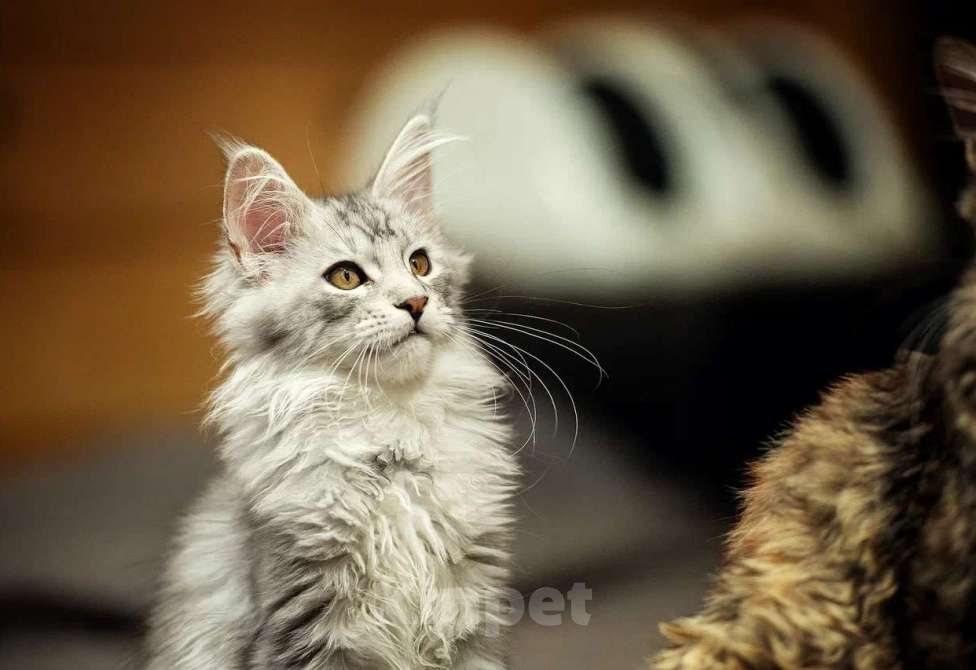 Кошки в Москве: Мейн-кун котенок девочка  Девочка, 90 000 руб. - фото 1