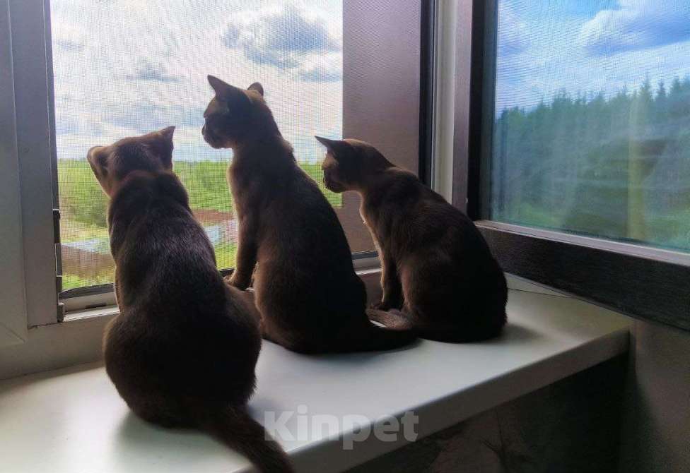 Кошки в Москве: БУРМА малыш Гарри Мальчик, Бесплатно - фото 2