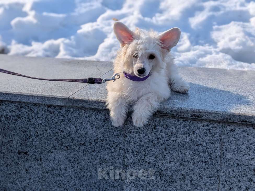 Собаки в Йошкаре-Оле: Щенок китайской хохлатой собаки Девочка, 45 000 руб. - фото 6