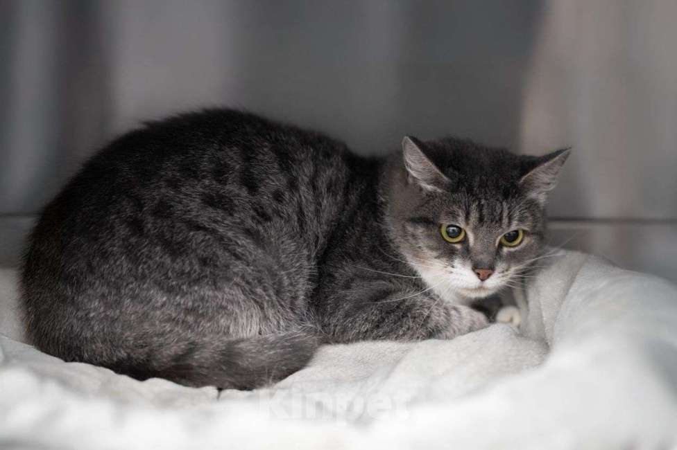 Кошки в Москве: Серебристая кошечка в добрые руки  Девочка, Бесплатно - фото 2