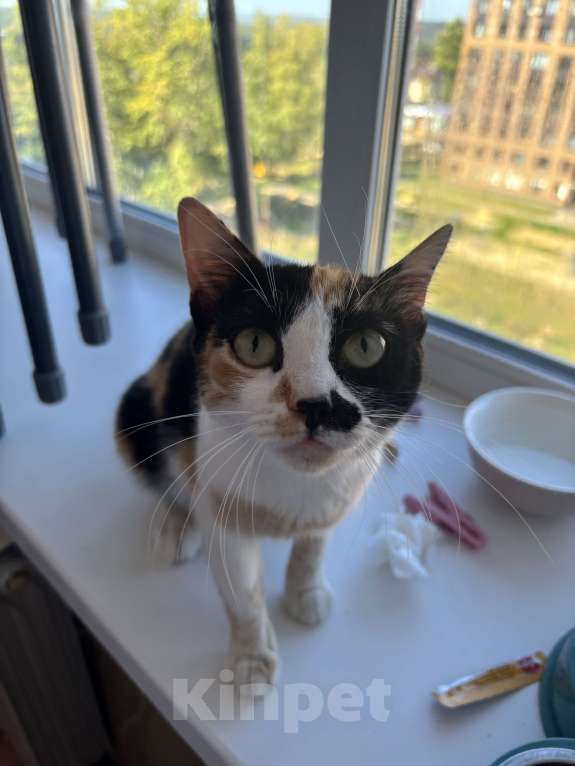 Кошки в Туле: кошечка в добрые руки Девочка, Бесплатно - фото 3