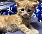 Кошки в Симферополе: Отдаю в добрые руки котят Мальчик, Бесплатно - фото 5