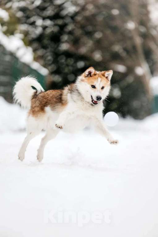 Собаки в Москве: Шпиц Фрэд в добрые руки Мальчик, 1 руб. - фото 2