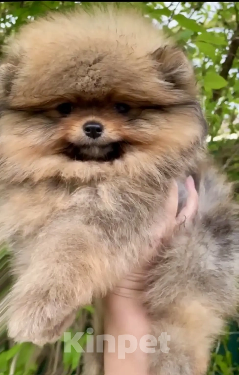 Собаки в Геленджике: Померанский шпиц Мальчик, 25 000 руб. - фото 4