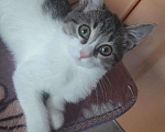 Кошки в Рыбном: Малявочка, Бесплатно - фото 1