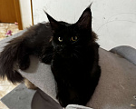 Кошки в других городах Краснодарского края: Мейн -кун котенок Девочка, 30 000 руб. - фото 1