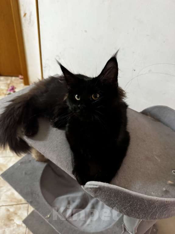 Кошки в других городах Краснодарского края: Мейн -кун котенок Девочка, 30 000 руб. - фото 1