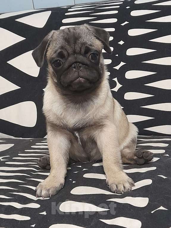 Собаки в Ростове-на-Дону: ТАЙ ЙОДА Девочка, 35 000 руб. - фото 2