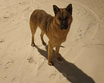 Собаки в Солнечногорске: Отдам собаку в добрые руки Мальчик, Бесплатно - фото 3