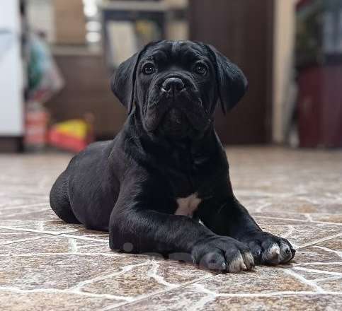 Собаки в Москве: Щенки кане корсо Девочка, 140 000 руб. - фото 1