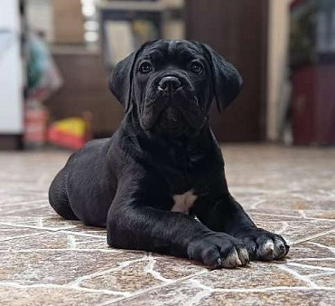 Щенки кане корсо