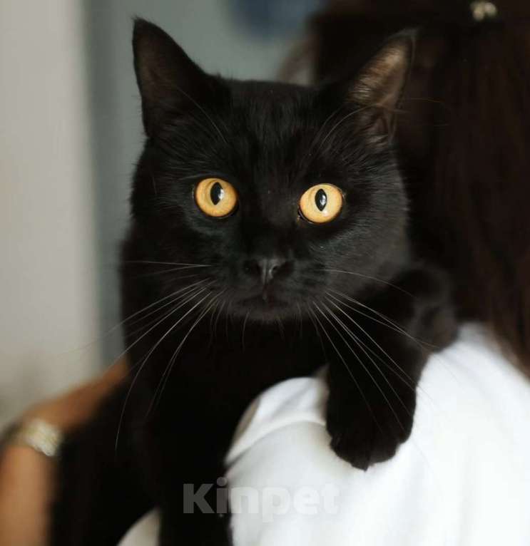 Кошки в Москве: Черный котик живет взаперти в комнате без окон Мальчик, Бесплатно - фото 3