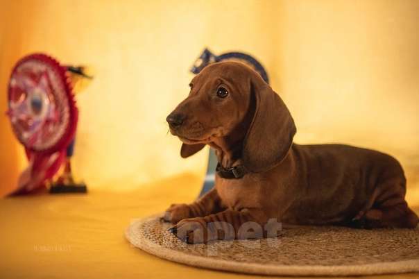 Собаки в Мурманске: такса стандартная гладкошерстная Девочка, 40 000 руб. - фото 2