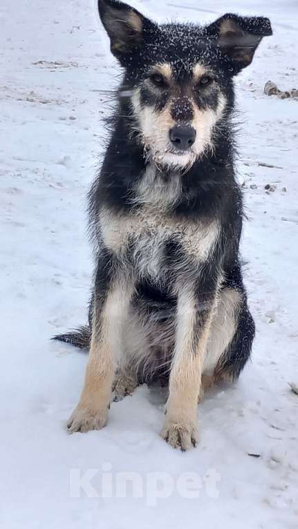 Собаки в Ногинске: Ваше добро останется  Вами! Помогите песику не пропасть... Девочка, Бесплатно - фото 2