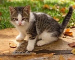 Кошки в Москве: Спасите котенка из леса Девочка, Бесплатно - фото 1