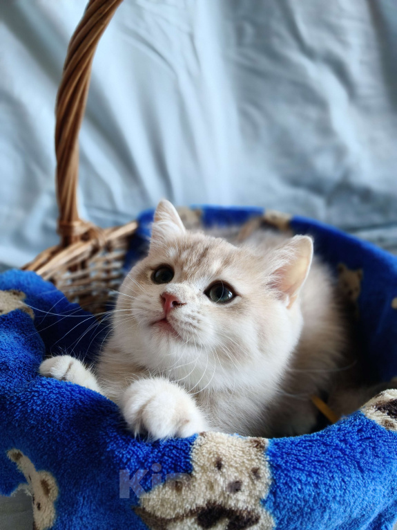 Кошки в Санкт-Петербурге: Продаются чистокровные котята британской шиншиллы Мальчик, Бесплатно - фото 5