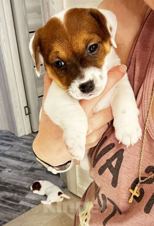 Собаки в Москве: Щенок джек-рассел-терьер от титулованных родителей Девочка, 1 руб. - фото 3