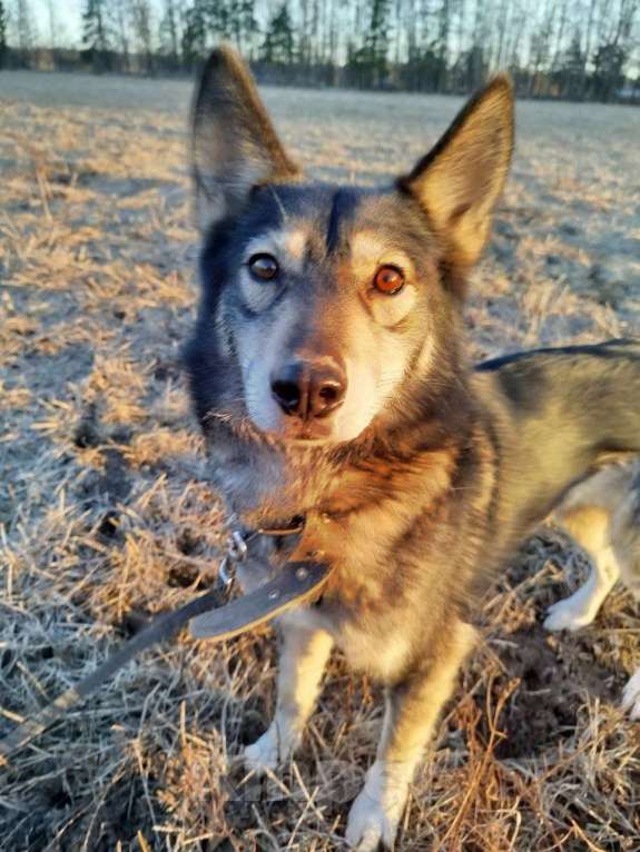 Собаки в других городах Московской области: Отдам собаку хаски Девочка, Бесплатно - фото 5