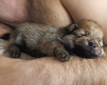 Собаки в Балаково: Мальчик  Девочка, 20 000 руб. - фото 4