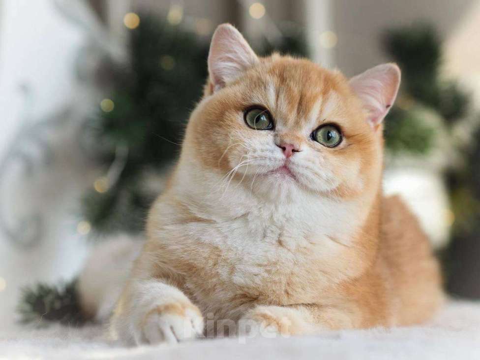 Кошки в Москве: Красивая британская кошечка Девочка, 25 000 руб. - фото 4