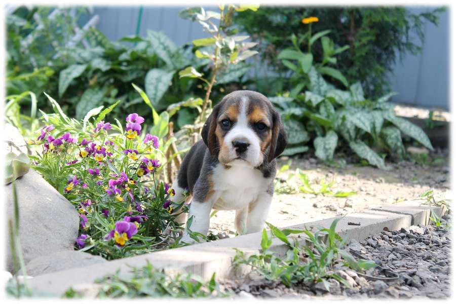 Собаки в Москве: высокопородные щенки бигля Девочка, 70 000 руб. - фото 3