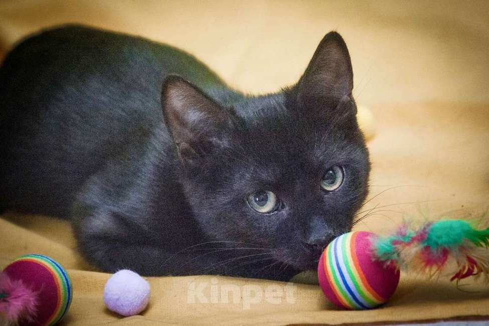 Кошки в Москве: Маленькая крошка котенок Изюминка в добрые руки Девочка, Бесплатно - фото 4