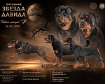 Собаки в Смоленске: Щенки ротвейлера Мальчик, 120 000 руб. - фото 1