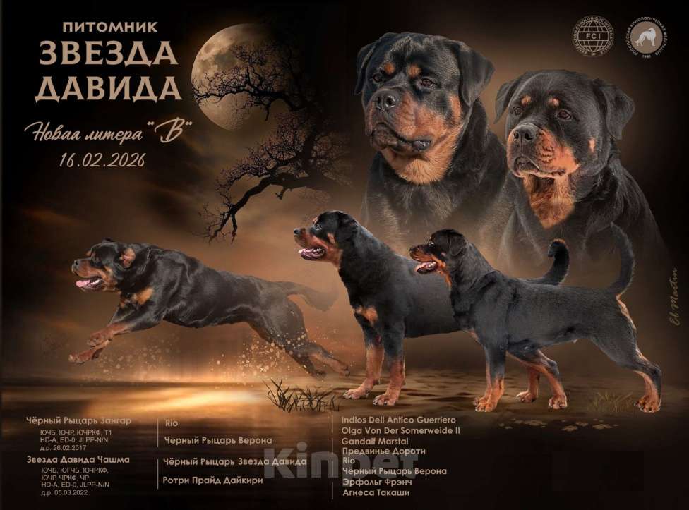 Собаки в Смоленске: Щенки ротвейлера Мальчик, 120 000 руб. - фото 1