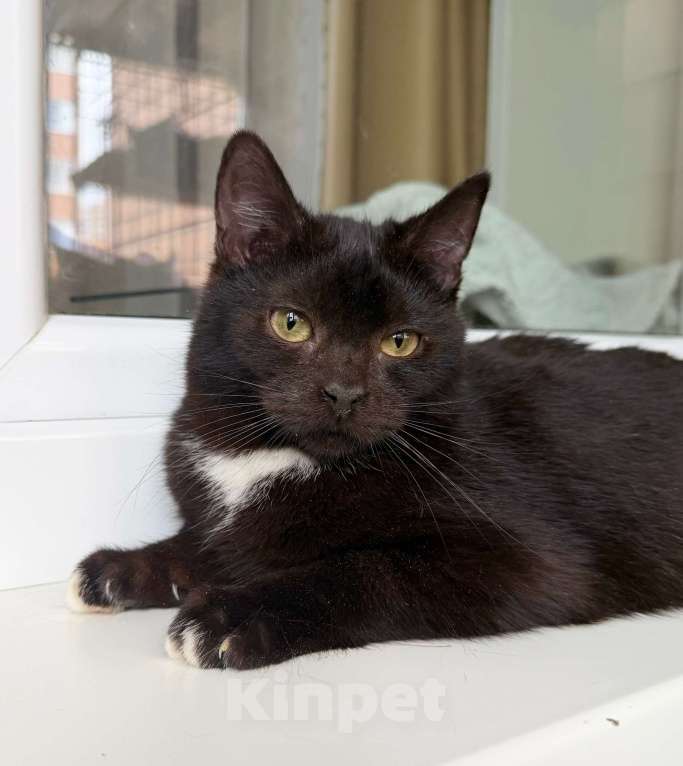 Кошки в Москве: Ласковый котёнок Кнопик в добрые руки Мальчик, Бесплатно - фото 6