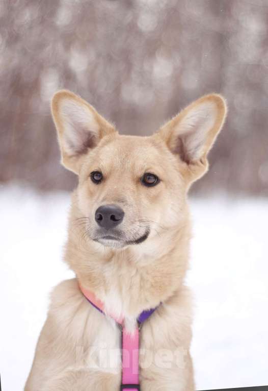 Собаки в Москве: Чтобы достать до звезд, достаточно познакомиться с Саммер! Девочка, Бесплатно - фото 2