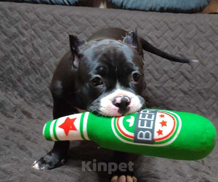 Собаки в Миассе: Щенок Американского булли в типе покет Девочка, 65 000 руб. - фото 3