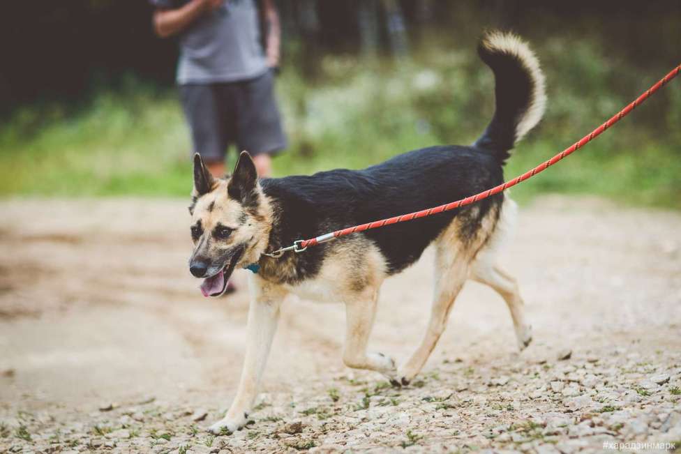 Собаки в Москве: Чара Девочка, Бесплатно - фото 4