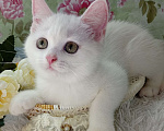 Кошки в Брянске: Милая принцесса белоснежная кошечка Девочка, 15 000 руб. - фото 2