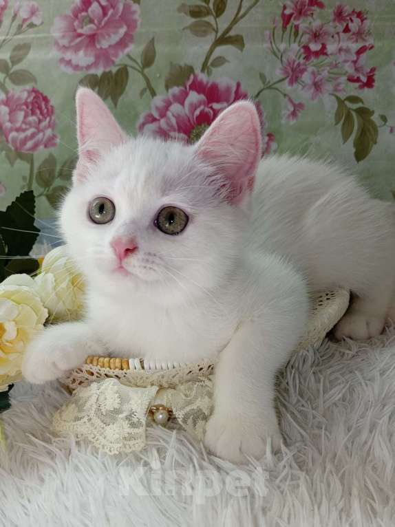 Кошки в Брянске: Милая принцесса белоснежная кошечка Девочка, 15 000 руб. - фото 2
