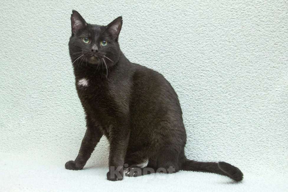 Кошки в Москве: Благородный рыцарь Рамзес — черный кот в дар Мальчик, 10 руб. - фото 3