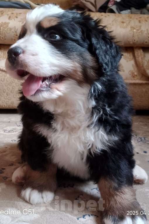 Собаки в Москве: Щенки бернского зенненхунда  Мальчик, 45 000 руб. - фото 2