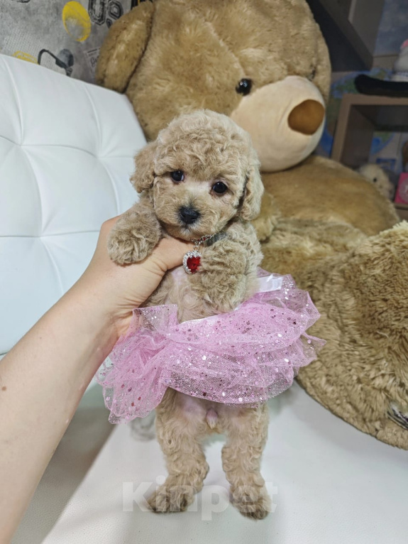Собаки в Москве: Мальтипу девочка в типе Тедди 🐻 Девочка, 129 990 руб. - фото 2