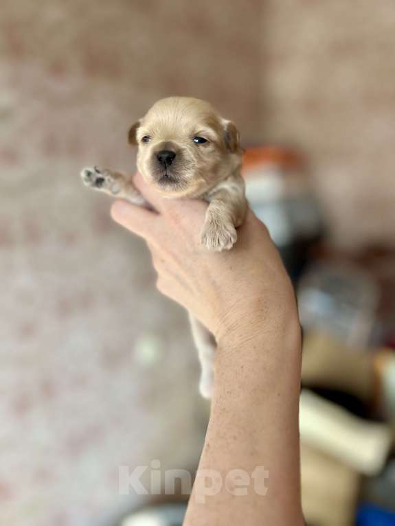 Собаки в Санкт-Петербурге: Мальтипу мини мальчик Мальчик, 150 000 руб. - фото 1