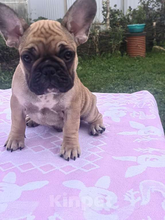 Собаки в других городах Московской области: Арчибальд  Мальчик, 60 000 руб. - фото 3