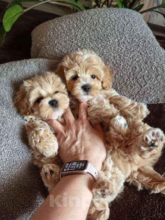 Собаки в Самаре: Мальчик Мальчик, 130 000 руб. - фото 9