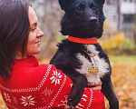Собаки в Москве: Барри - маленький черный бриллиант в добрые руки Мальчик, 10 руб. - фото 6