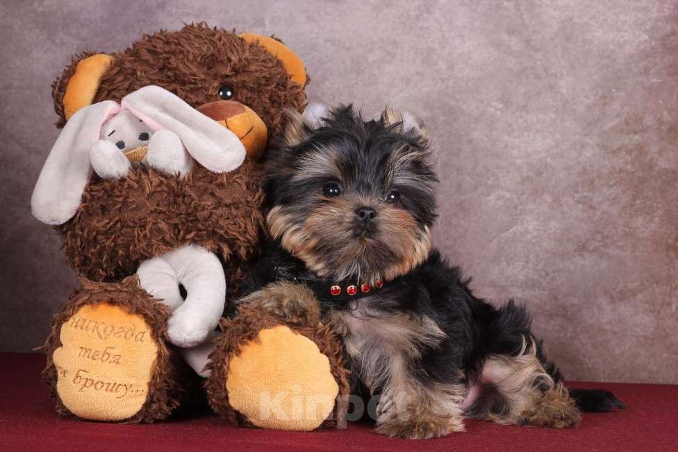 Собаки в Москве: Йоркширский сладкий курносик Синабон РКФ Мальчик, 55 000 руб. - фото 9