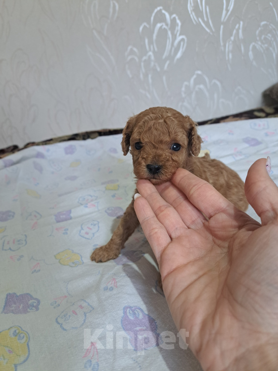 Собаки в Щелково: Той пудель Девочка, 75 000 руб. - фото 1