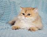 Кошки в Владивостоке: Британский котик Мальчик, 40 000 руб. - фото 2